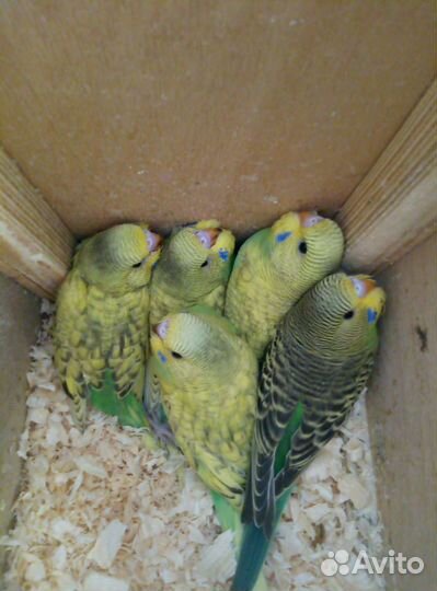 Волнистый попугай,получешка и радужный