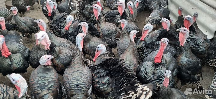 Домашняя индейка