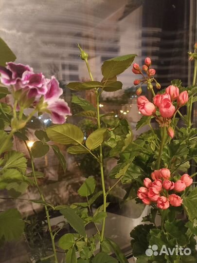 Герань тюльпановидная