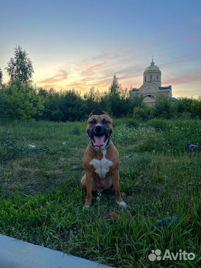 Амстафф вязка