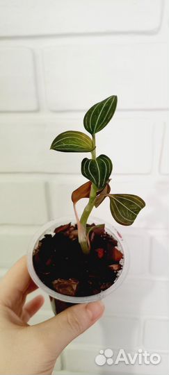 Лудизия. Драгоценная орхидея/Jewel orchids Ludisia