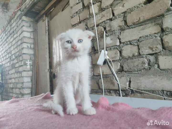 Пушистые комочки ищут друга