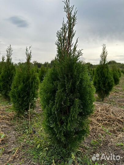 Туя западная Смарагд