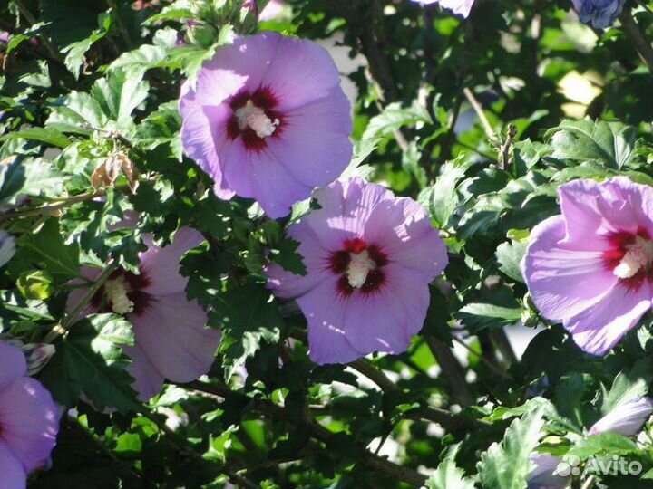 Гибискус древовидный