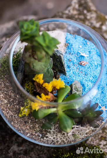 Флорариум с тигром и живыми суккулентами
