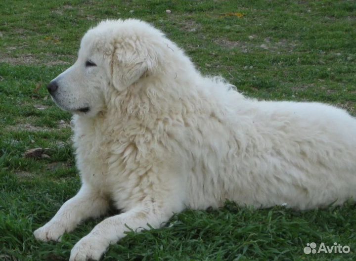 Собачья шерсть