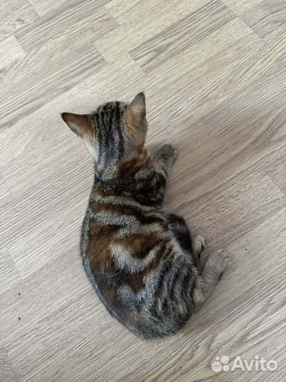 Кошка британка