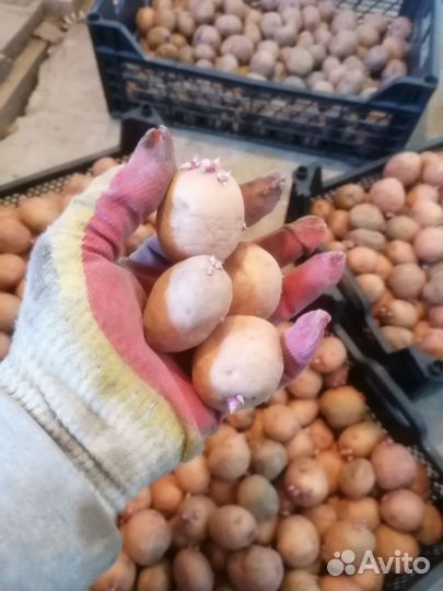 Семенной картофель