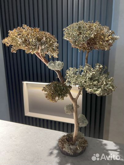 Живое дерево