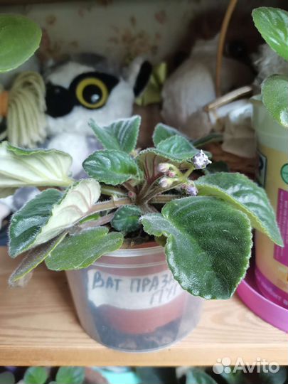 Сортовые фиалки