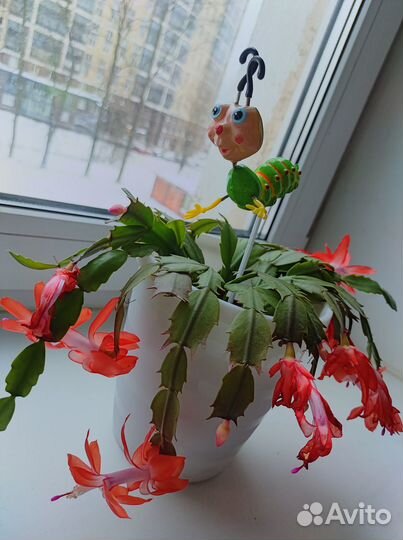 Цветок декабрист