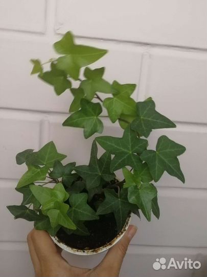 Плющ хедера