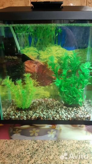 Аквариум