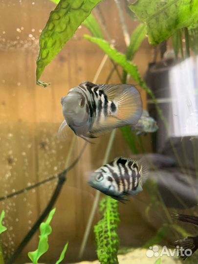 Рыбка сапфировый попугай