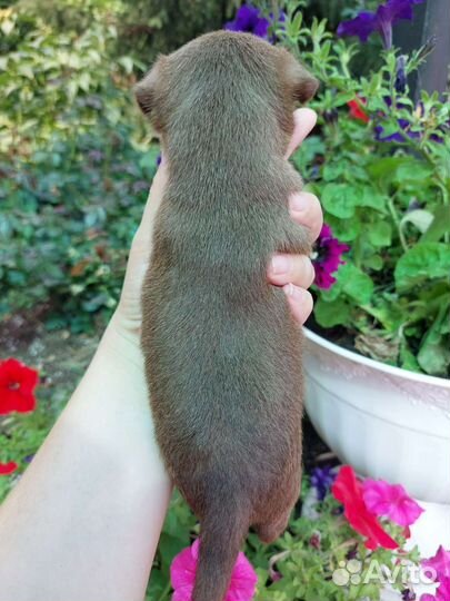 Шоколадные мальчики чихуа