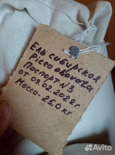 Семена / Ель обыкновенная