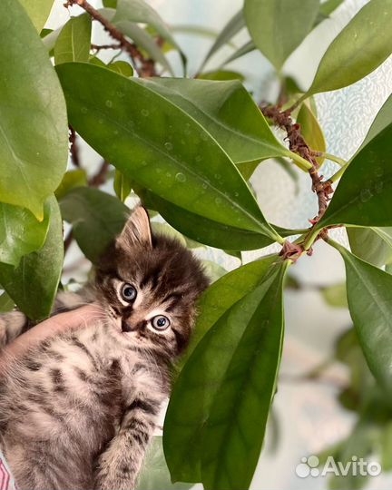 Котята