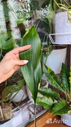 Аспидистра элатиор и Milky way