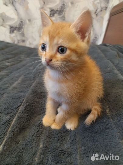 Котëнок
