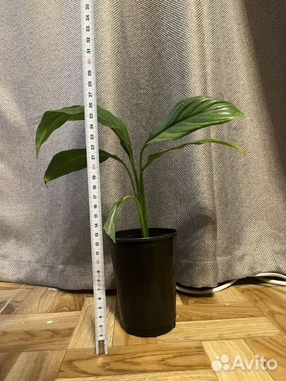 Спатифиллум