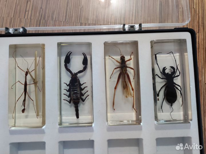 Насекомые и их знакомые