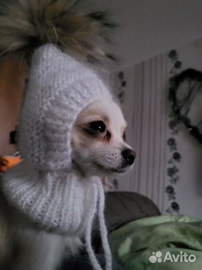 Шапочки для собак