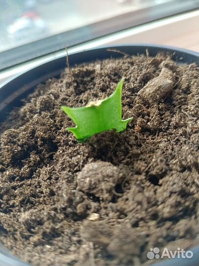 Декабрист, традесканция