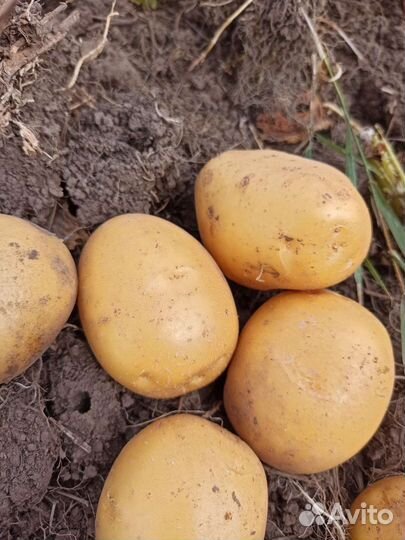Продам домашний картофель гала с доставкой