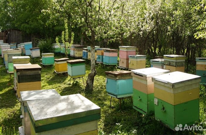 Мед натуральный из Алтая опт. от 16кг