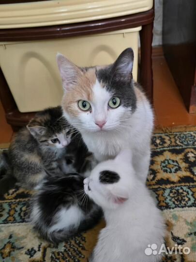 Котята в добрые руки