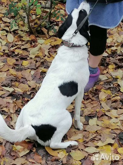 Собака в добрые руки отдам бесплатно