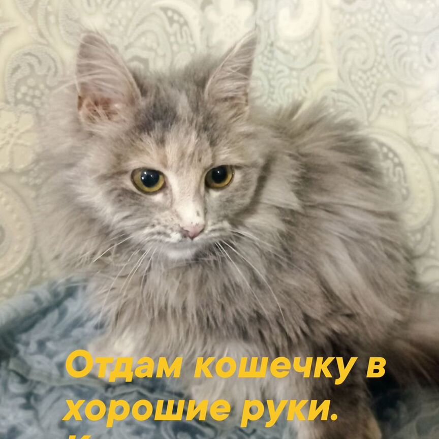 Котята отдам бесплатно