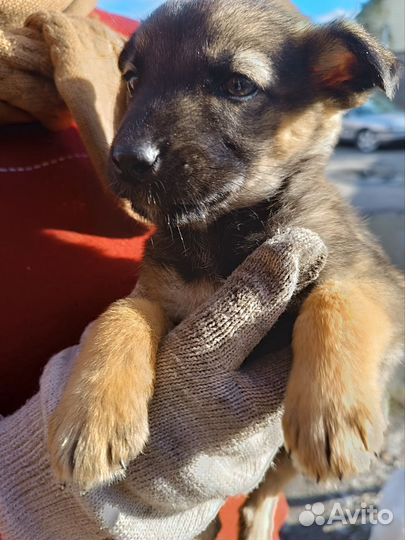 Милые щенята