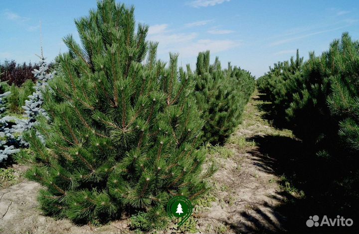 Сосна черная в наличии