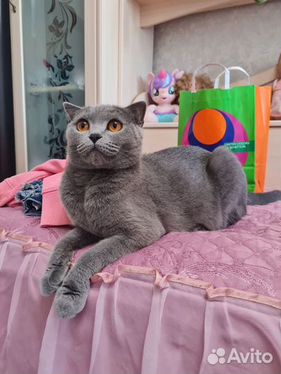 Британский котик