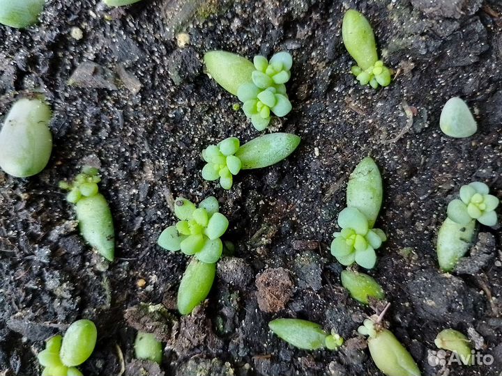 Суккуленты, седум буррито