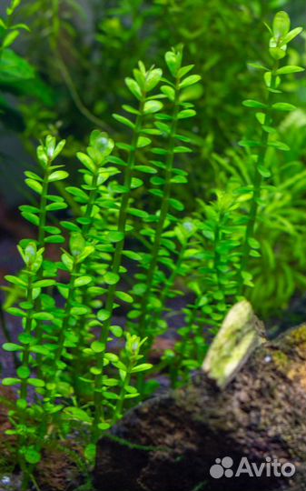 Растения для аквариума и рыбки