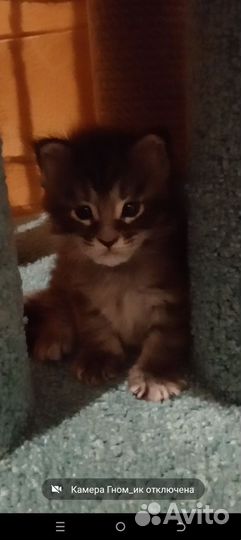 Котята мэйн кун