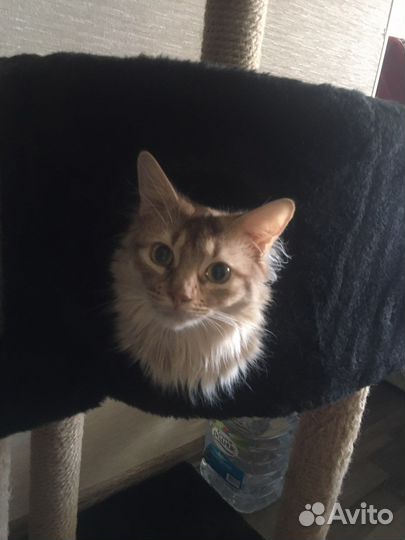 Собаки бесплатно в добрые руки