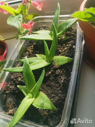 Алоэ лечебный