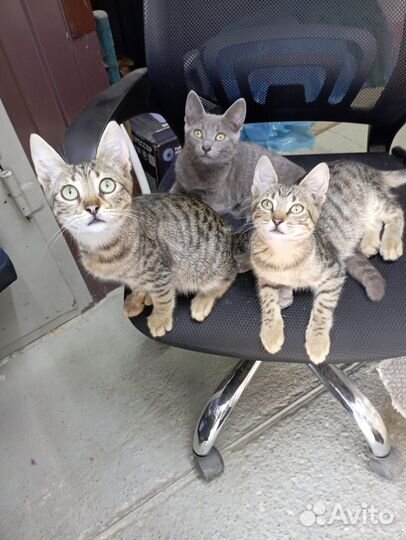Котята в добрые руки