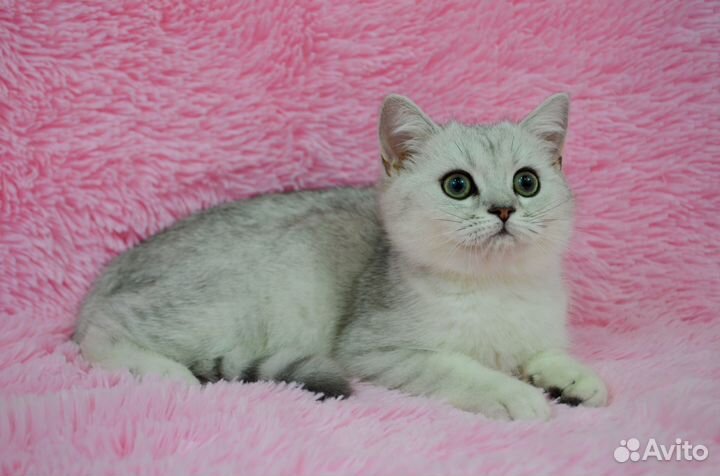 Британская золотая шиншилла ny24 Котик мальчик