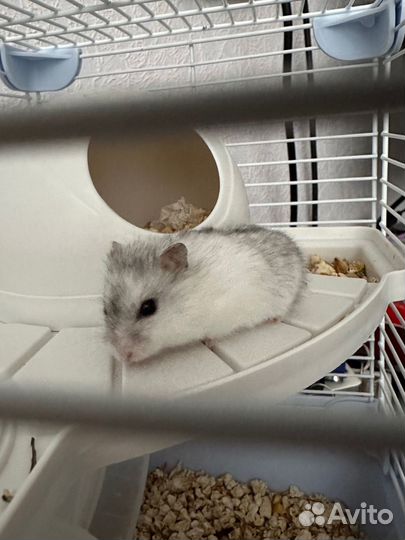 Джунгарский хомяк с клеткой