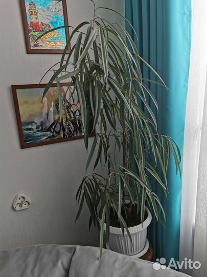 Фикус Биннендийка (Али)