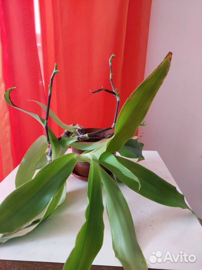 Золотой ус-лечебное растение