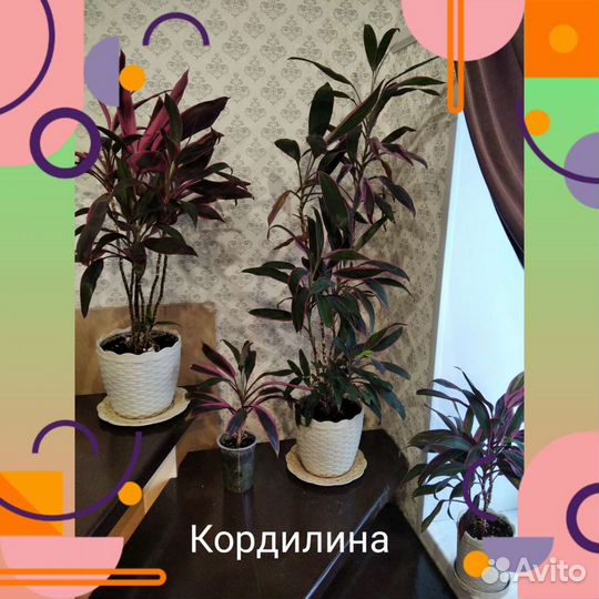 Комнатные растения