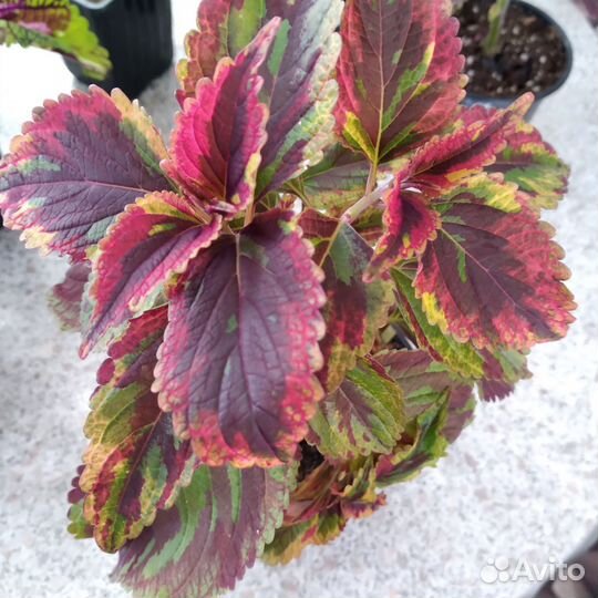 Колеусы вегетативные