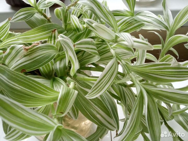 Традесканция зебрина