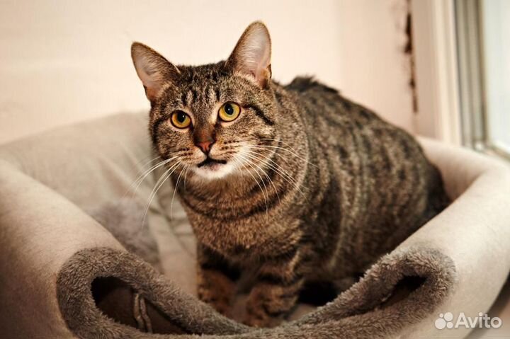 Ласковая кошка