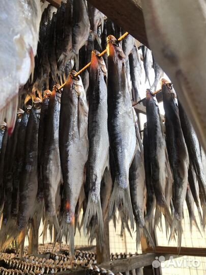 Вяленая чухонь